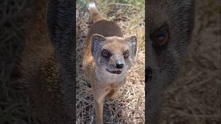 Download Lagu NOG EEN PRACHTIGE #MONGOOSDAG #mongooses #mangusta #Manguste #マングース #cynictis #Mungo #мангута MP3