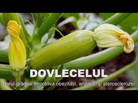 Video: Boli și Dăunători De Dovlecei (19 Fotografii): Descriere. Metode De Tratare A Dovlecelului în Câmp Deschis. Lupta Albă înflorește Pe Frunze. Cum Se Tratează Ovarele Putrezite?