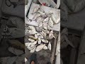 حداق جنوب الكويت حداق الكويت سيف شعم