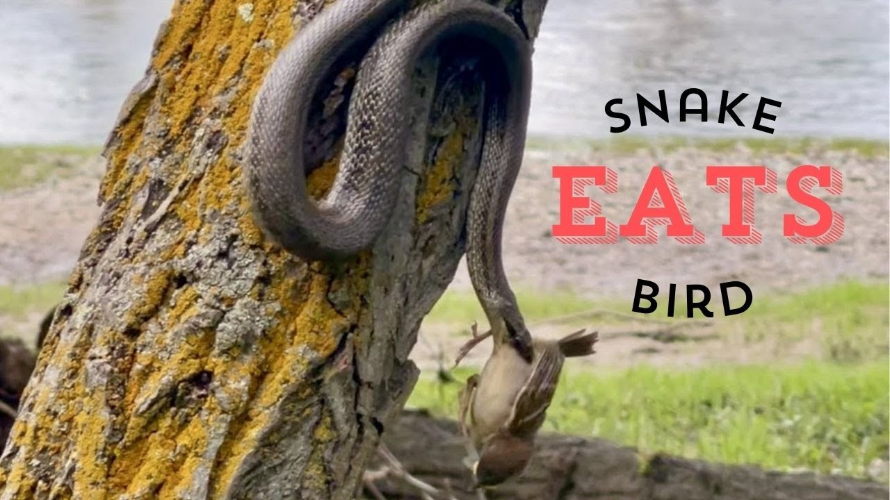 Snake Eats Bird YouTube