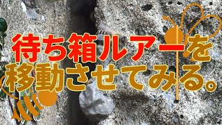 #18 新しい巣箱に日本蜜蜂が自然入居！ 効果が切れない内に待ち箱ルアーを野生化日本蜜蜂エリアに設置している待箱にルアーを移動。 自然入居なるか？