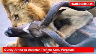 Güney Afrikada Aslanlar Trafikte Kudu Parçaladı