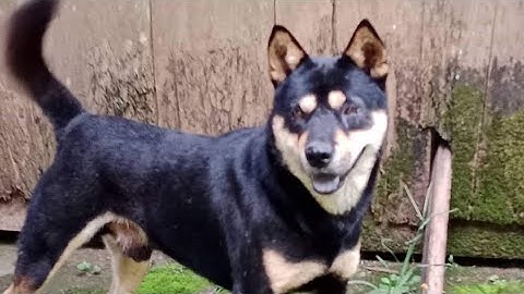 ai như cầu chó săn cày cáo rắn rùa lợn sđt 0383509661