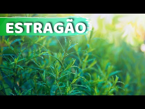 Vídeo: Qual estragão é o melhor?