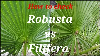 How to check Washingtonia Robusta vs Filifera