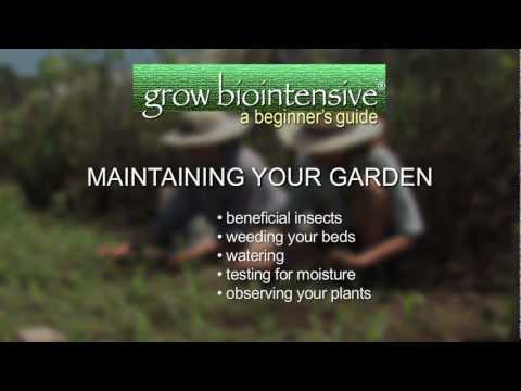 Video: Creșterea grădinii pe balcon: folosind o abordare biointensivă a grădinii