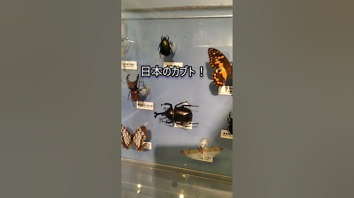🇹🇼台湾にも日本のカブト虫っているの！？
