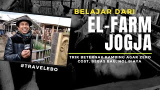 Belajar dari ELFARM Jogja : Trik Beternak Kambing agar ZERO COST, bebas bau, nol biaya || TRAVELEBO