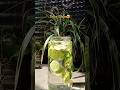 Detox Water for summer😍#youtubeshorts#detoxwater#summerdrink#loop#foodandlife