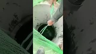 Emergency Rescue Dog Trapped In Deep Well Safely Rescued By Rope