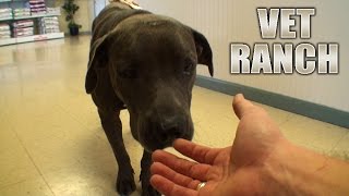 Homeless Pit Bull with Huge Wound (Graphic)