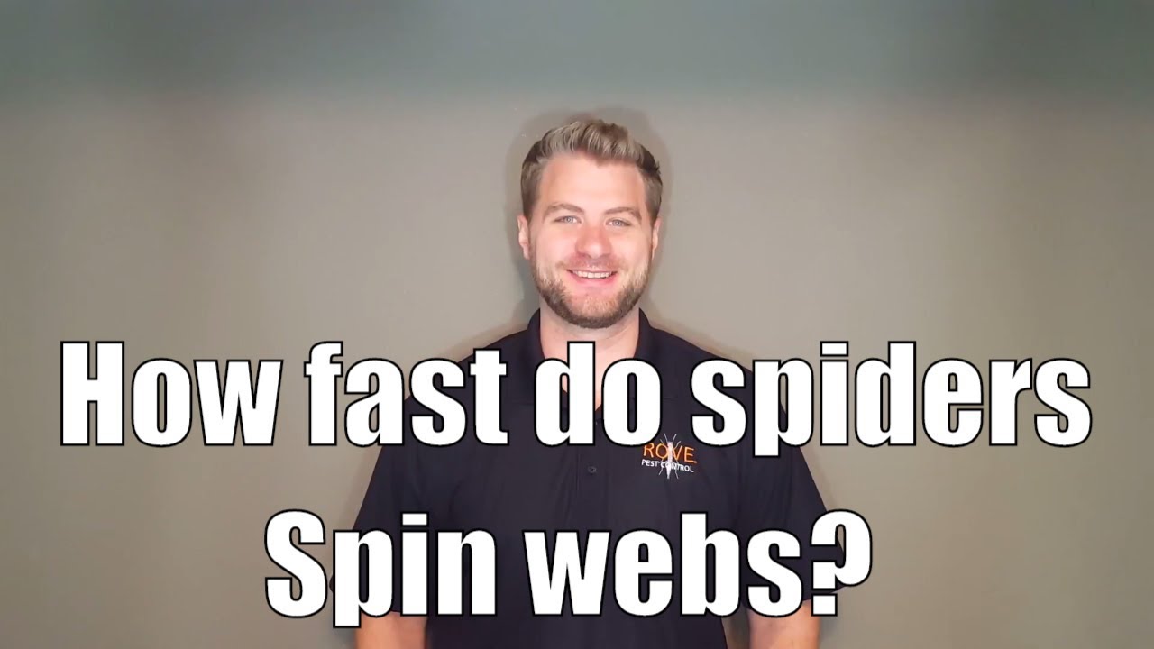How fast do spiders spin webs? YouTube