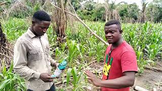 How To Apply Weedicide/Herbicide  In A Maize Farm