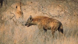 Spotted Hyena Pack on Patrol