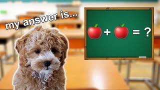 How Smart is My Cavoodle Puppy? (Dog IQ Test)