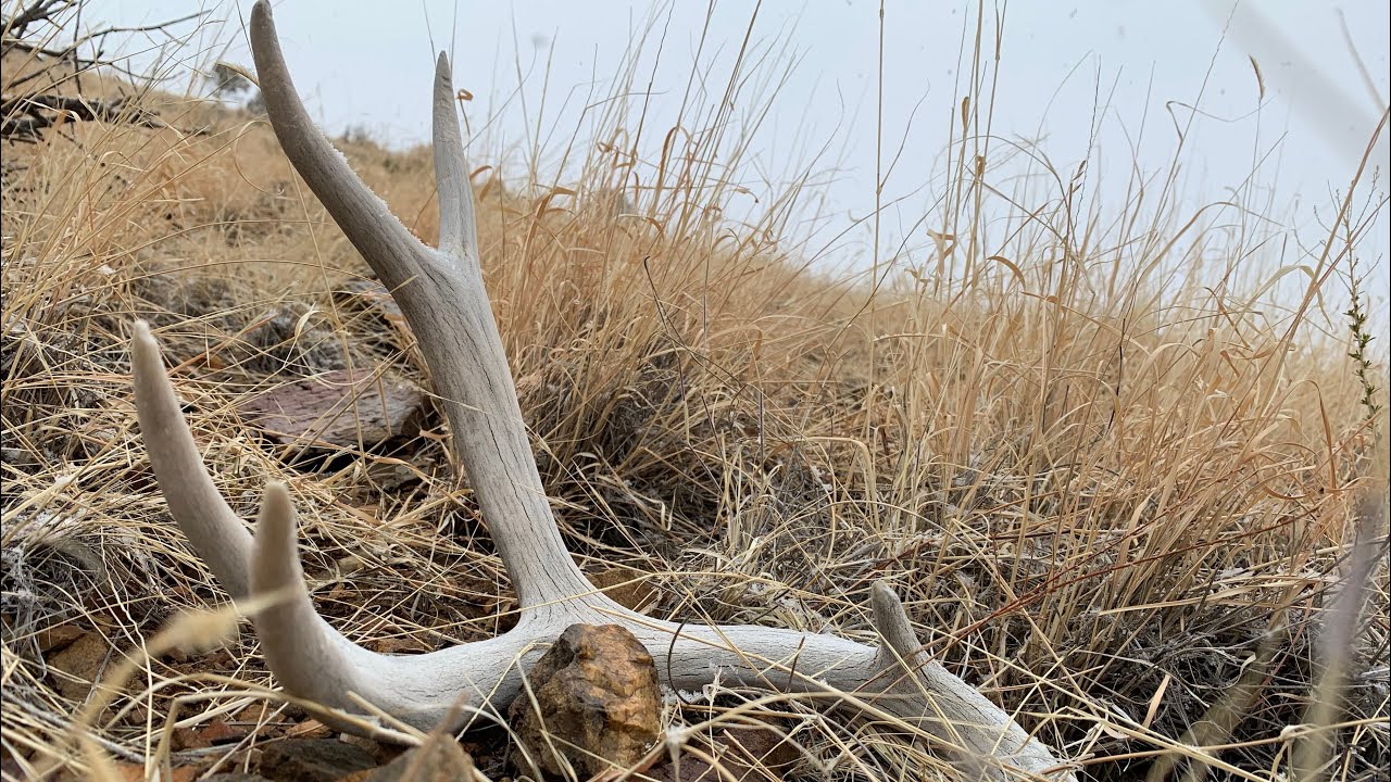 SHED HUNTING NEW MEXICO 2020 YouTube