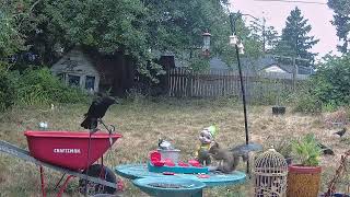 Giving a crow an interactive dog treat puzzle toy to figure out by FurLife 111 views 9 months ago 2 minutes, 1 second