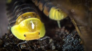 I Got RUBBER DUCKY Isopods!