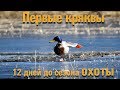 Кряквы. 12 дней до начало сезона охоты на уток