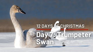 12 Days of Christmas Countdown! Day 7: Trumpeter Swans | Creation is Cool