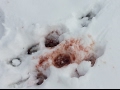 Bloody Snow Day!! - vlog