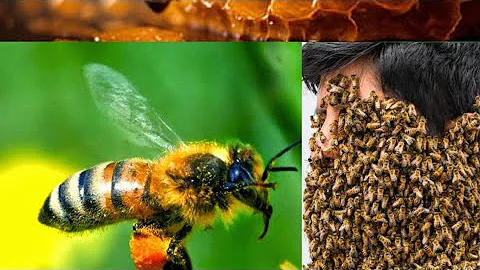 How to Extract Honey from a bee hive [Beginners guide ] 🐝🐝🐝