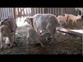 Краснодарский Край. Продаются дойные козы с козлятами