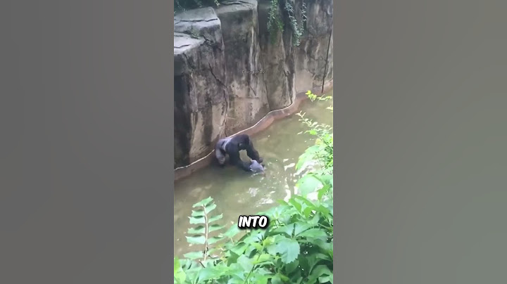 Boy Falls into Gorilla Enclosure at U.S. Zoo