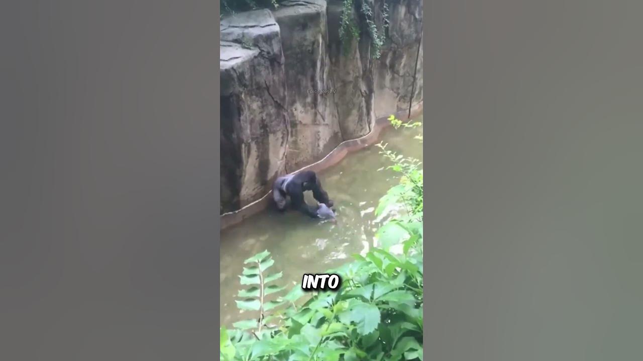 Boy Falls into Gorilla Enclosure at U.S. Zoo