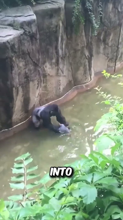 Boy Falls into Gorilla Enclosure at U.S. Zoo