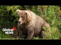 Dont mess with the boss a photographers encounter with banffs toughest grizzly bear