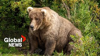 Don't mess with "The Boss": a photographer's encounter with Banff's toughest grizzly bear