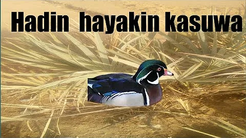 hadin hayakin kasuwa fisabilillah