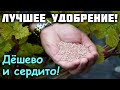 Чем подкормить виноград? - Дёшево и сердито!