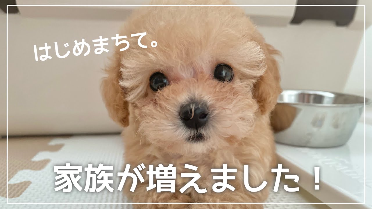 トイプードルの子犬をお迎えしました～先住犬との初対面～【トイ