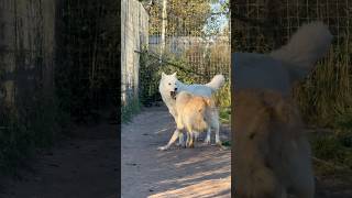 Арктическая волчица и канадский волк 🐺