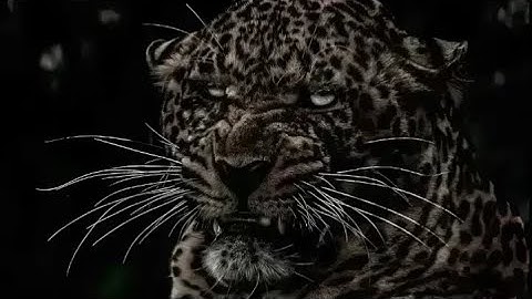 Wolf online Mod 8.0.6 Script 2025