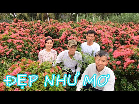 Video Qúa Vui Vì Mua Một Cây Được Tặng Một Cây Bông Trang... - youtube