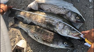 Limit out a week straight of Striper at Alviso San Jose CA, Hook&Cook Oct 26 2020.