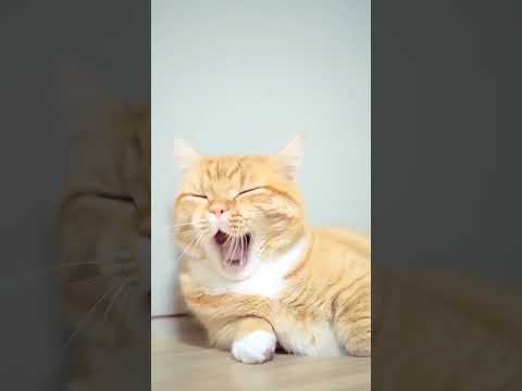 funny video don't miss end 😅😂#funny #shorts