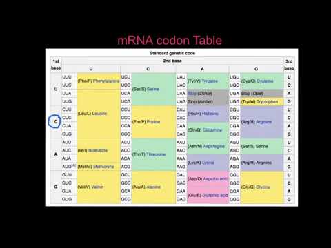 D1.2.9 Interpreting the genetic code
