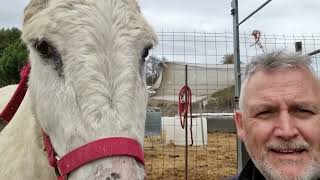 Barry explores Pigs in Wigs and meet a nosey horse