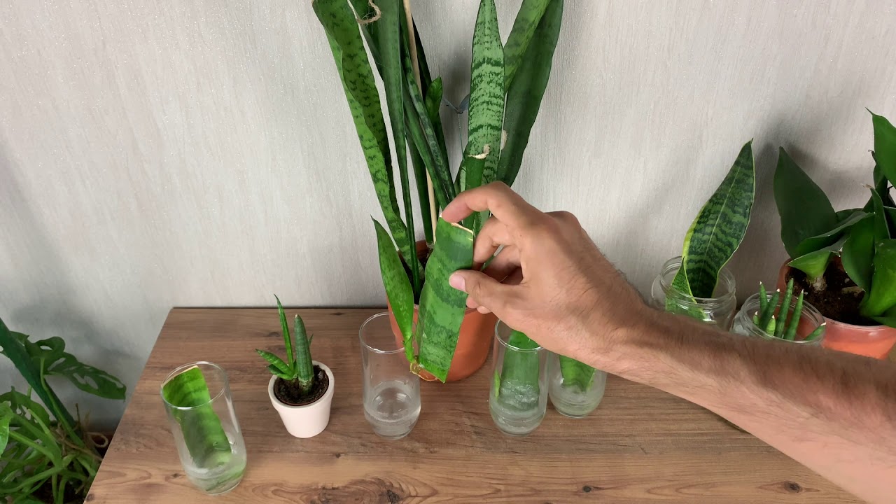 Paşa Kılıcı (sansevieria) Çoğaltmak