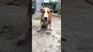 Every Step Hurts… But He Keeps Going