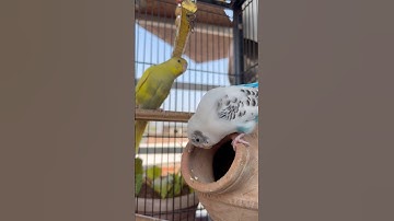 Day-128 Budgies Matke Ko Kab Accept Karte Hain? Puri Breeding Guide Hindi Me! #budgielovers #shorts