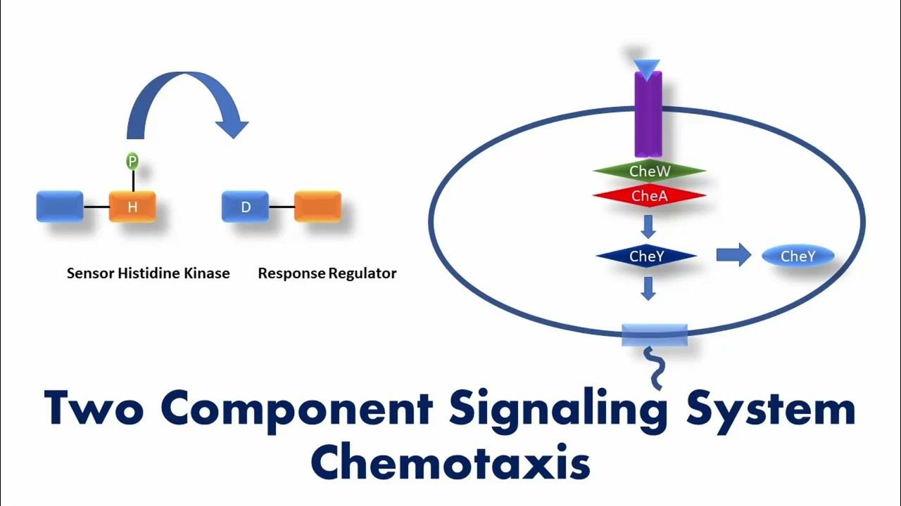 Two Component Signaling System Bacterial Chemotaxis Signaling pathway YouTube