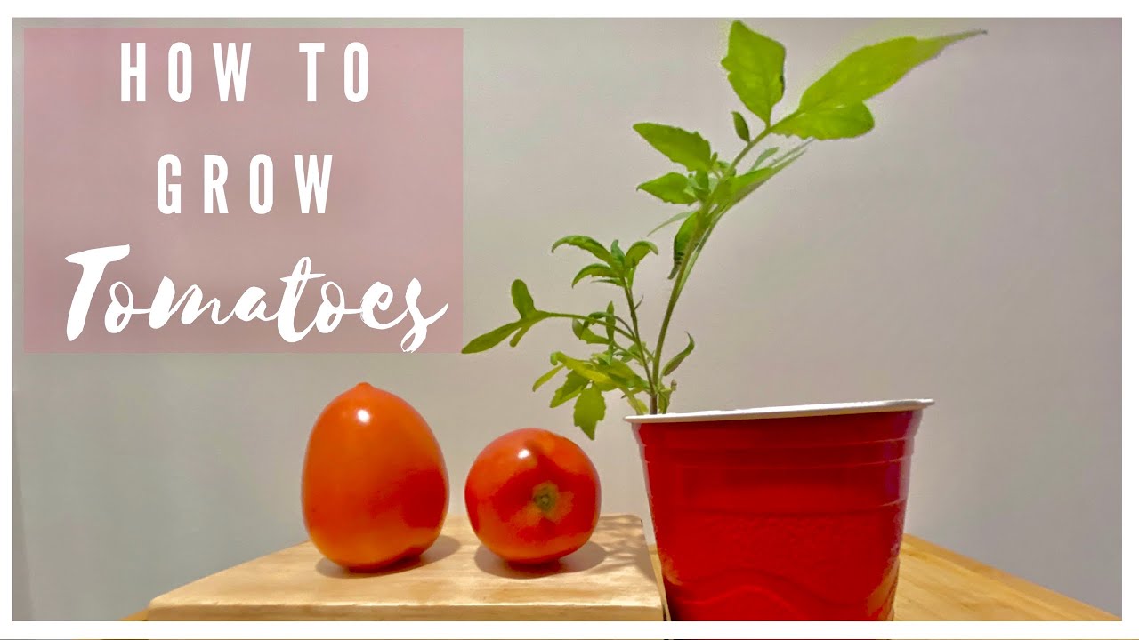How to grow Tomatoes at home!! NO need to buy seeds from the store!! - YouTube