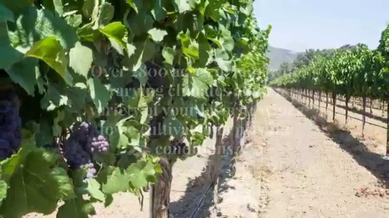 Discovering Lake County Brassfield Estate Winery YouTube