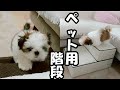 ペット用階段（ドッグステップ）✨生後4ヶ月✨【シーズー / shihtzu / 子犬】