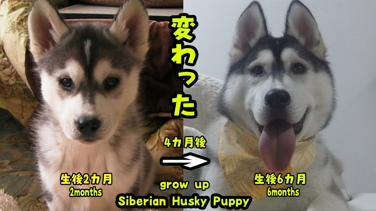 ハスキー犬が4カ月でここまで変わった 成長記録 Husky Puppy Youtube